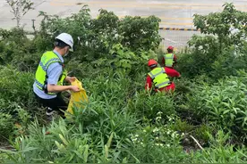 鹅鹅鹅……浙江高速突然跑来13只大白鹅，哪里来的？图片