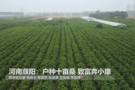 河南濮阳：户种十亩桑 致富奔小康视频封面