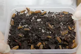 头皮发麻！大连海关截获100多只，都是活的…图片