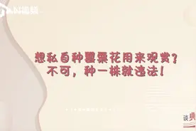 想私自种罂粟花用来观赏？不可，种一株就违法视频封面