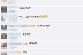 画面罕见！成群海豚在台州海域现身逐浪图片