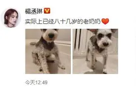 杨丞琳社交平台晒狗狗照片 叫狗“老奶奶”图片