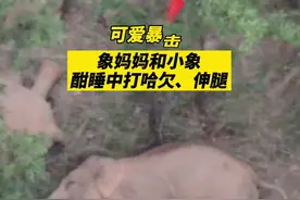 大象旅行日记⑮丨雨中，我们继续向南图片