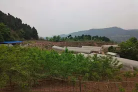 一个尿毒症患者的“自救”：生病后承包60亩土地建农场，“有活干才有生活的意义”图片