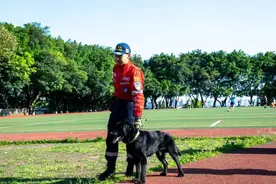 54只受训犬因淘汰出圈教官解读警犬淘汰机制：根据工作性质筛选，服役后仍会继续考核图片