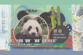 澳门：大熊猫“健健”“康康”迎来5岁生日图片