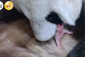 ​刚刚出生！这只秦岭大熊猫再产仔，迄今为止生7只图片