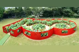 上海荷花睡莲展图片
