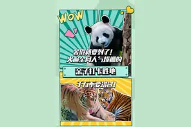 家门口的亲子打卡胜地！感受“0距离”投喂，大熊猫、东北虎、梅花鹿、羊驼...图片