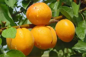 “杏”好有你！北寨红杏明起在经开区甜蜜开售图片