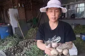 看！独头个大的“阿城蒜”｜今年收成好价格也不错图片