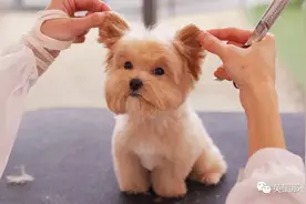 韩国这间狗子理发店，狗狗理发后照片，也太舒爽了吧图片