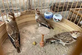 152只百灵获救！特大猎捕贩卖野生鸟类案告破图片
