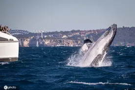 澳大利亚鲸鱼时隔多月见到人类超兴奋 疯狂跃出水面表演图片