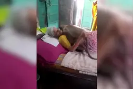 印度一只猴子跑到居民家 拥抱躺在床上的老妇人图片