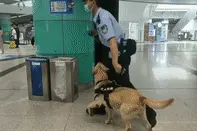 又萌又凶！成都地铁“警犬护卫队”上岗啦！视频封面