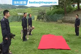 实至名归！立功缉毒犬被授予花环加鸡腿图片