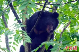 四川青川一野生黑熊出没民宿 偷吃蜂蜜后爬上树睡大觉图片