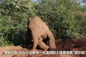 离群小象享受“泥沙浴”网友：这就是“象”皮泥吧图片