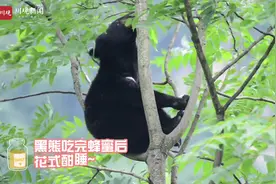 视频｜青川一野生黑熊偷吃蜂蜜后 上树花式睡大觉图片