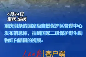 寒号鸟真的不是鸟，课本中的寒号鸟长这样图片