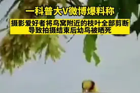 林业部门回应“摄影摆拍致幼鸟死亡”：森林公安已介入调查图片