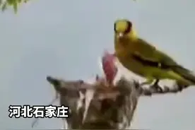 林业部门回应“摄影摆拍致幼鸟死亡”：森林公安已介入调查图片