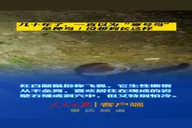 寒号鸟竟然不是鸟？！奇奇怪怪的知识又增加了！请叫它“飞狐”“鼯鼠”…图片