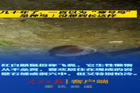 寒号鸟竟然不是鸟？！奇奇怪怪的知识又增加了！请叫它“飞狐”“鼯鼠”…图片