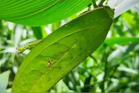 「云南生物多样性数字化百科图谱」节肢动物·巨拟叶螽：世界上最大的螽斯长这样图片