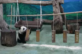 大陆赠台大熊猫的“二女儿”周岁了，猜猜“抓周”结果图片