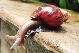 严重可致命！雨后出现的这种东西千万别碰图片