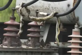 小蛇攀上变压器引发短路 导致成都高新部分小区停电 目前已恢复图片