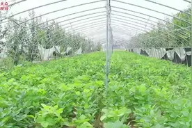 视频｜抢抓“烧烤”商机！小毛豆摇身变成“金豆子”图片