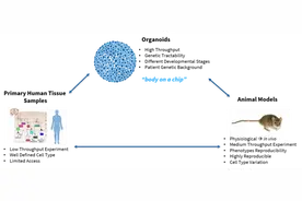 类器官：“麻雀虽小，五脏俱全”图片