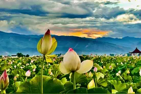 永胜三川 | 夕阳下赏荷，别有一番韵味图片