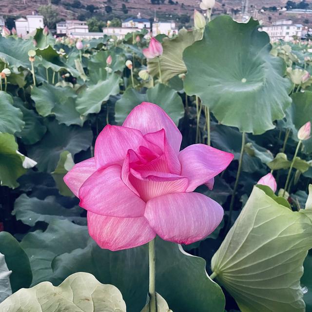 永胜三川 | 夕阳下赏荷，别有一番韵味
