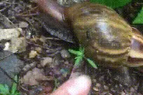 提醒！大雨过后遍地爬的这种大蜗牛千万别碰，有人摸了后发烧到40度图片