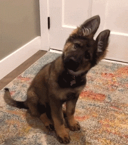 54只狗狗“考公务员”失败被拍卖，网友：原来考警犬都这么卷了图片