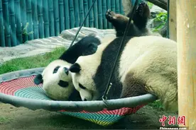 大熊猫姐妹北京动物园内嬉戏打闹图片