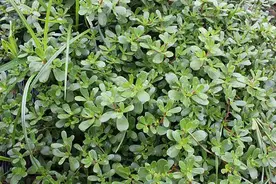 流金岁月｜|马蜂菜图片