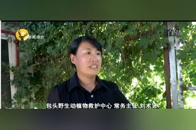 太萌了！市民捡了一只刺猬，第二天居然生了九只“宝宝”，快看这“一家十口”现在啥样？图片