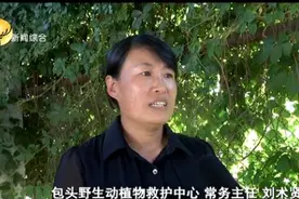 太萌了！市民捡了一只刺猬，第二天居然生了九只“宝宝”，快看这“一家十口”现在啥样？图片