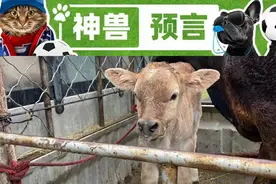 欧洲杯神兽预言D18：英德大战，来自可可托海的牛牛青睐更强的那个图片