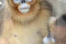 夏日里的可爱动物图片