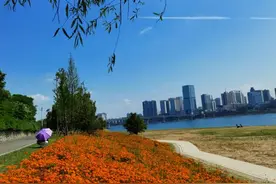 美！株洲又添“特色花海”图片