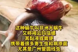 雨后出现的大蜗牛千万别碰 严重或可致死致残图片