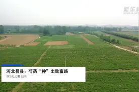 河北易县：芍药“种”出致富路视频封面