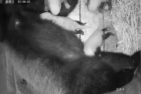 时隔25年，成都大熊猫繁育研究基地再次喜诞小熊猫四胞胎图片