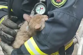 不舍“蓝朋友”，猫咪被救出火场后牢牢黏住消防员，还不停舔袖子图片